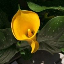 Клубневая зантедеския Эллиотта