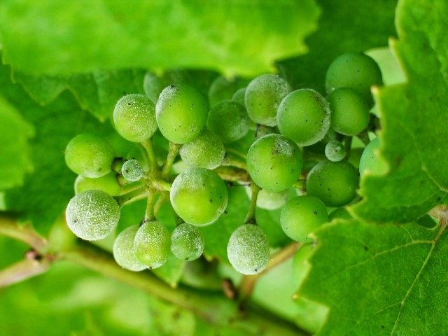 Эффективные методы защиты винограда от грибковых заболеваний