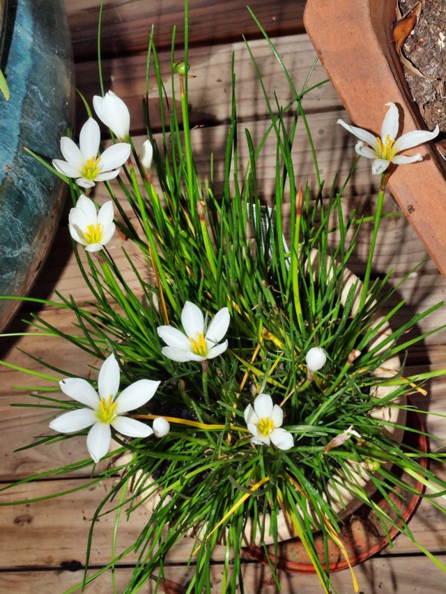 Зефирантес (Zephyranthes) Разнообразие видов зефирантеса