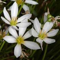 Зефирантес белый (Zephyranthes candida) Зефирантес белый