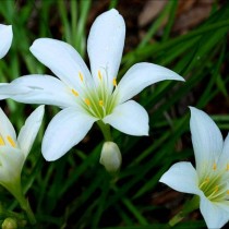 Зефирантес атамасский (Zephyranthes atamasco) Зефирантес атамасский