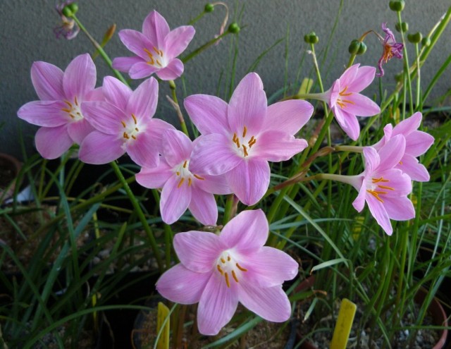 Зефирантес (Zephyranthes) Зефирантес в интерьере