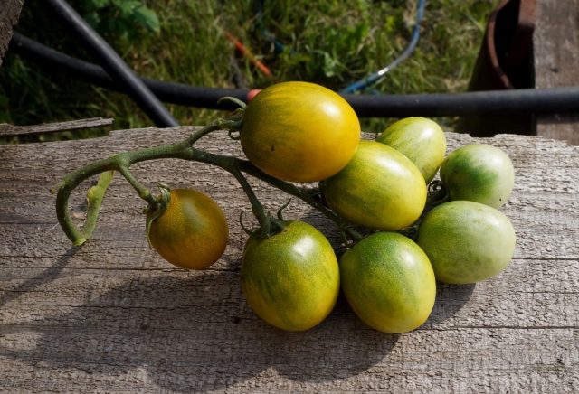 Томаты черри «Зелёный виноград» (Solanum lycopersicum var. Cerasiforme ‘Green Grape’) Томаты черри «Зелёный виноград