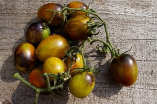 Томаты черри «Атомный виноград Бреда» (Solanum lycopersicum var. Cerasiforme ‘Brad's Atomic Grape’) Томаты черри «Атомный виноград Бреда