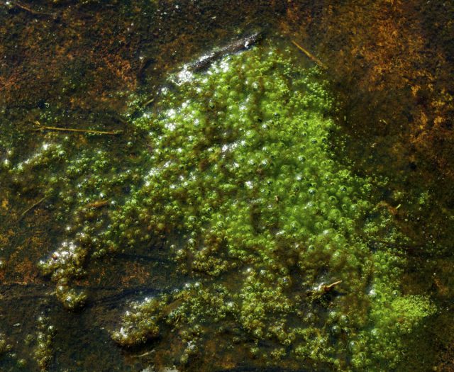 Условия для роста водорослей на почве