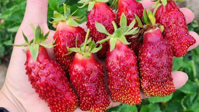Сорт земклуники Купчиха