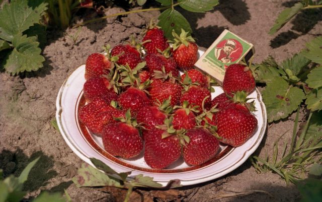 Сорт земклуники Кокинская отборная