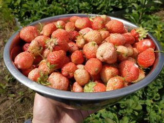 Белая земляника «Финская розовая