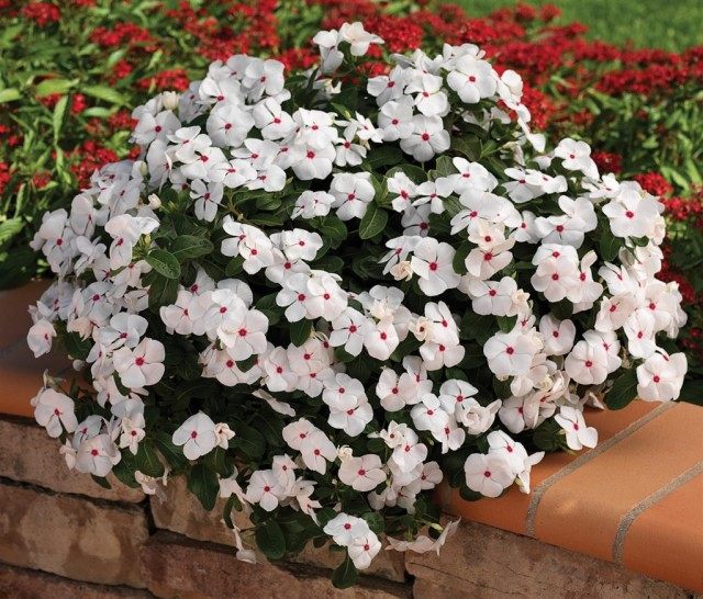 Детальный вид розового барвинка Catharanthus roseus