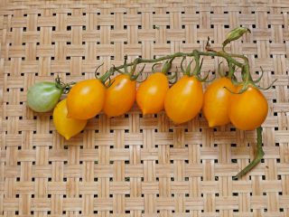 Томат «Джаджу» (Giagiù, Yellow Piennolo del Vesuvio)