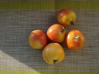 Томат «Зимний Маллоркан» (Mallorca de cogar, Ramillette)