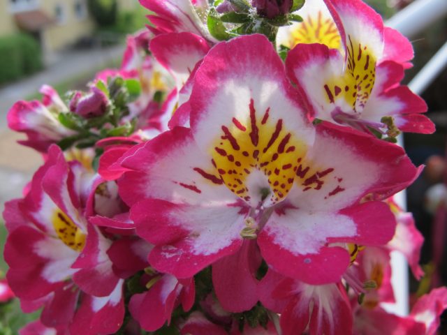 Наименование рода шизантуса (Schizanthus) происходит от слов «schizo-» - разделение, и «-anthos» - венчик. Наименование рода шизантуса (Schizanthus) происходит от слов «schizo-» - разделение, и «-anthos» - венчик.