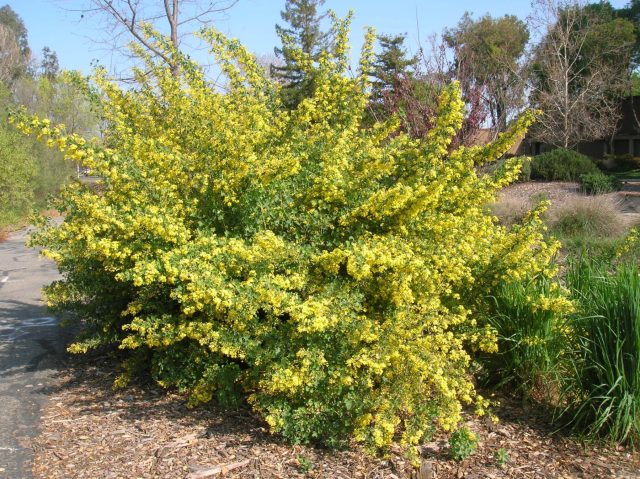 Золотистая смородина (Ribes aureum) — высокий листопадный кустарник с ярко-жёлтым цветением и ягодами самых разных оттенков. В Россию культура пришла из Северной Америки и была адаптирована Мичуриным. Золотистая смородина (Ribes aureum) — высокий листопадный кустарник с ярко-жёлтым цветением и ягодами самых разных оттенков. В Россию культура пришла из Северной Америки и была адаптирована Мичуриным.