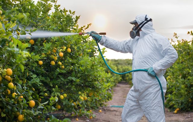 Современное промышленное производство овощной продукции без регулярного активного применения минеральных удобрений и пестицидов совершенно нерентабельно