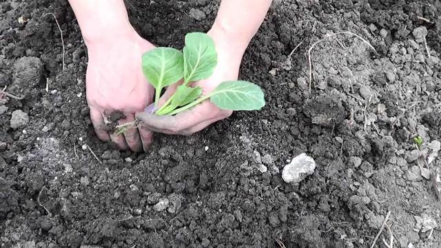 Выбор качественной рассады капусты для посадки